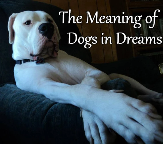 Hvordan Påvirker Din Egen Opplevelse Av Hunder Betydningen Av Drømmen?