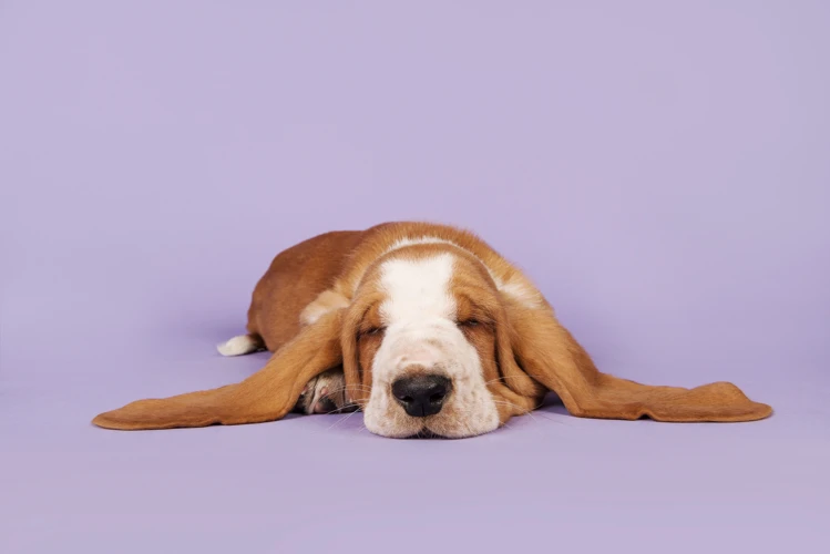 Hva Symboliserer Hunder I Drømmer?